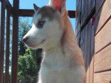 Superbes chiots Husky à vendre