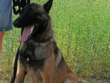 Berger Malinois LOSH à vendre