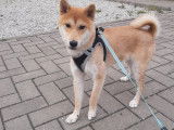 Chiot Shiba Inu m&acirc;le &agrave; vendre
