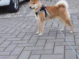 Chiot Shiba Inu m&acirc;le &agrave; vendre