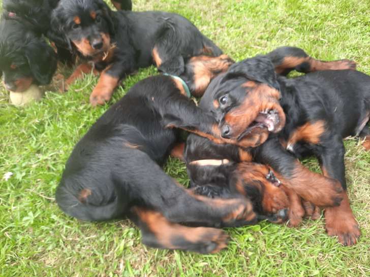 Chiots Setter Gordon LOF à vendre