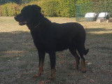 Etalon Beauceron LOF cotation 4 pour saillie