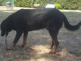Etalon Beauceron LOF cotation 4 pour saillie