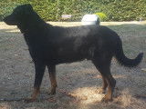 Etalon Beauceron LOF cotation 4 pour saillie