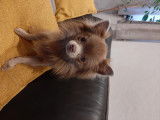 Magnifique mâle Chihuahua lavande pour saillie