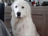 Chien de Montagne des Pyrénées Mâle à donner