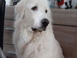 Chien de Montagne des Pyrénées Mâle à donner