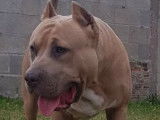 De race American Bully disponible pour saillie