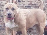De race American Bully disponible pour saillie
