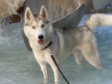 Husky LOF disponible pour saillie
