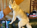 Husky LOF disponible pour saillie
