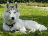 Husky LOF disponible pour saillie