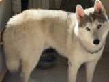 Husky LOF disponible pour saillie