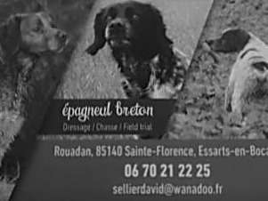 Chiots de race Épagneul Breton à vendre (4 femelles & 2 mâles)