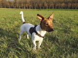 Jack Russell disponible pour saillie