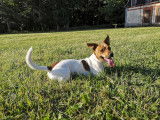 Jack Russell disponible pour saillie