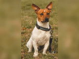 Jack Russell disponible pour saillie