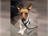 Jack Russell disponible pour saillie