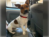 Jack Russell disponible pour saillie