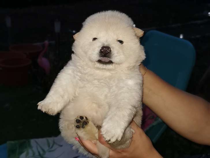 Chiots Chow Chow Blancs A Vendre Petite Annonce Chien