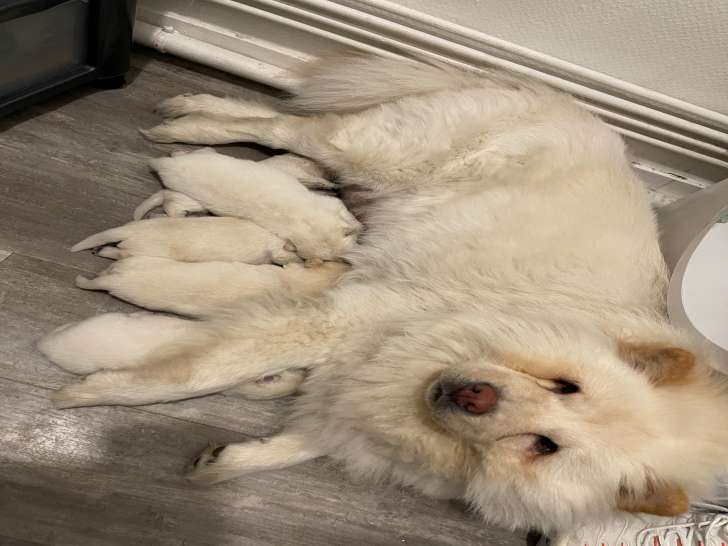 Chiots Chow Chow Blancs A Vendre Petite Annonce Chien