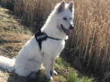 Etalon Berger Blanc Suisse pour saillie