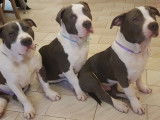 Chiots American Bully disponibles