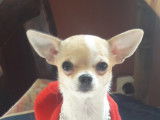 De type Chihuahua disponible pour saillie