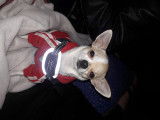 De type Chihuahua disponible pour saillie