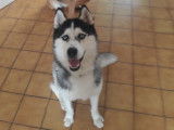 Husky  LOF pour saillie