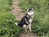 Loki recherche femelle husky pour saillie