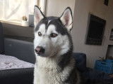 Loki recherche femelle husky pour saillie