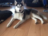 Loki recherche femelle husky pour saillie