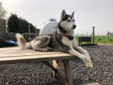 Loki recherche femelle husky pour saillie