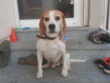 De type Beagle disponible pour saillie
