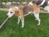 De type Beagle disponible pour saillie