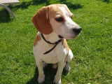 De type Beagle disponible pour saillie