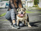 American bully standard disponible pour saillie