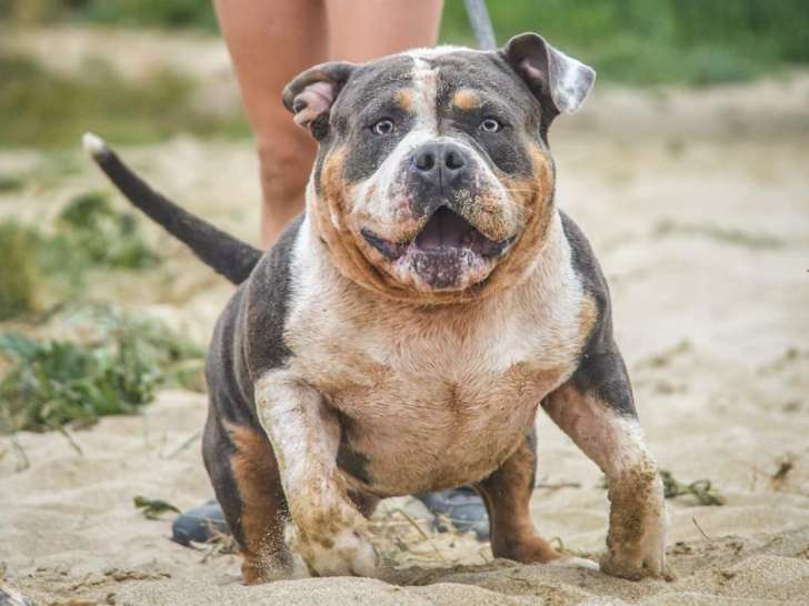 American bully standard disponible pour saillie