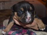 Chiots American Bully pocket voire petit pocket à vendre