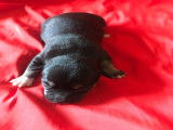 5 chiots Chihuahua à vendre (1 Femelle & 4 Mâles)