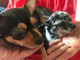 5 chiots Chihuahua à vendre (1 Femelle & 4 Mâles)