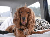 Cocker Anglais disponible pour saillie