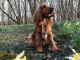 Cocker Anglais disponible pour saillie