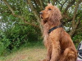 Cocker Anglais disponible pour saillie