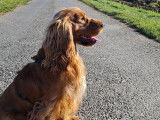 Cocker Anglais disponible pour saillie