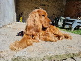 Cocker Anglais disponible pour saillie