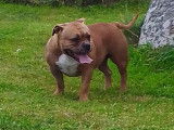 Chiots American Bully (livraison possible)