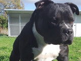 Chiots American Bully (livraison possible)