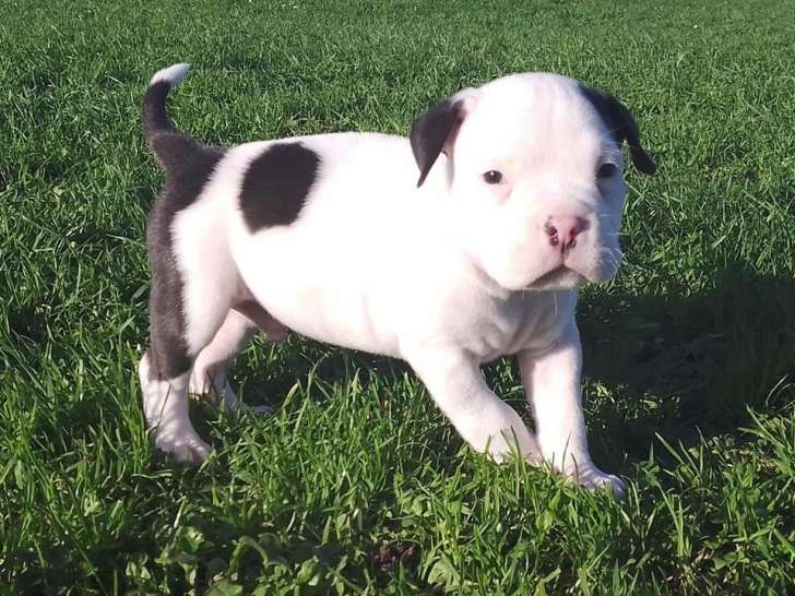 Chiots American Bully (livraison possible)
